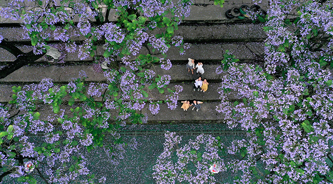 無人機航拍：盛放藍花楹 難忘&ldquo;畢業花&rdquo;