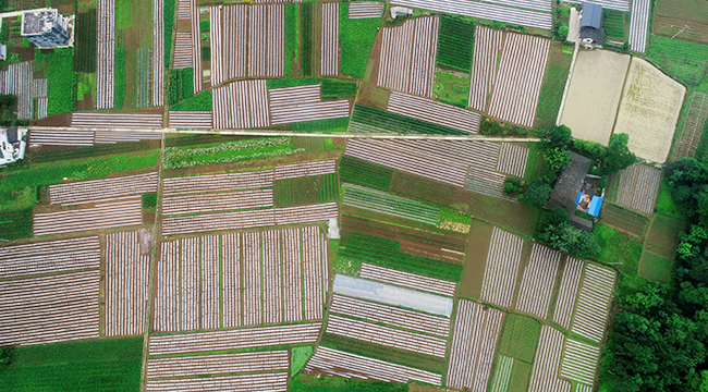 航拍重慶綠色有機蔬菜基地 繪就致富畫卷
