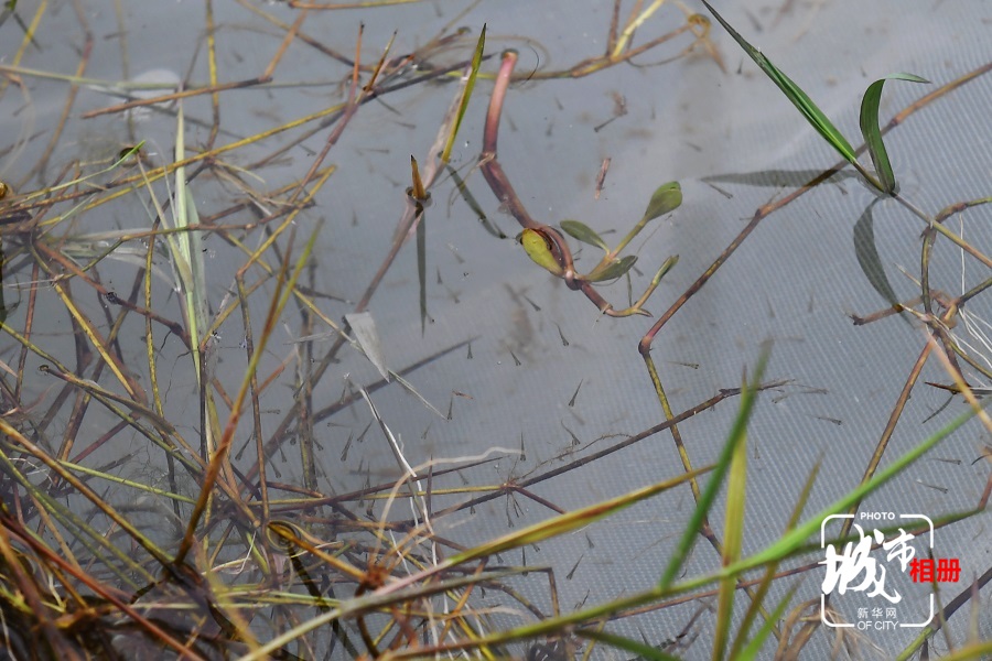 每年4月初，正是鱼类集中产卵的时节。在长江上游珍稀特有鱼类国家级自然保护区重庆段的江津区油溪镇鼎锅浩水域，有一片由竹竿和油草搭建而成的人工鱼巢。远望，“长草”的竹格子在江边铺开，像一张绿毯。近看，近乎透明的幼鱼在水中游弋，一眨眼又钻进了水草里……新华网 李相博 摄 陈雨 文