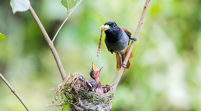 重慶巫山：小小壽帶鳥 嗷嗷待母歸