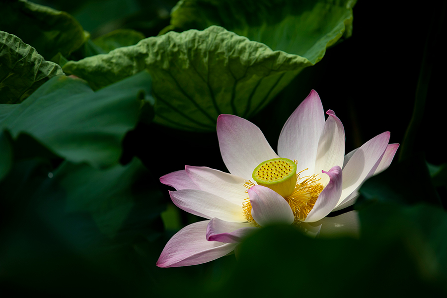 盛夏山城荷花開