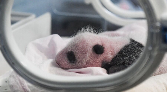 重庆动物园两只大熊猫同日诞下双胞胎