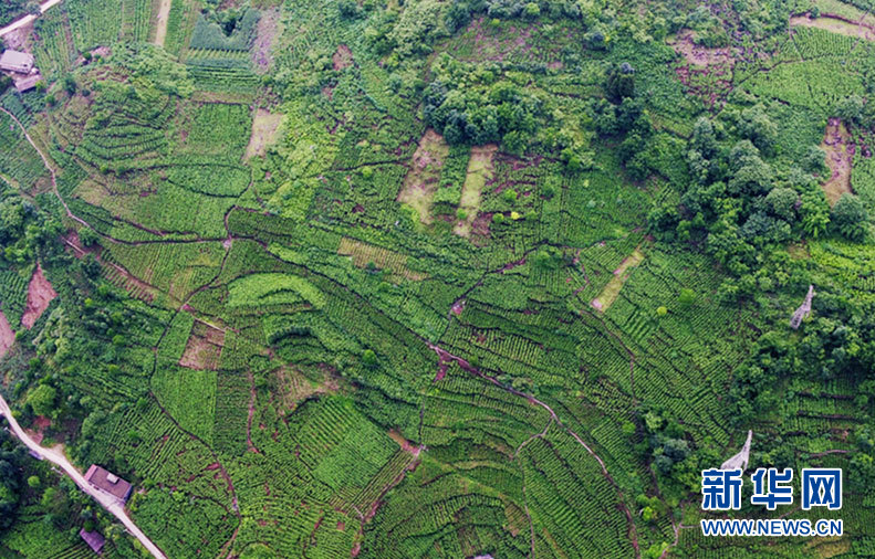 土層太薄了，讓石頭來&ldquo;發芽&rdquo;