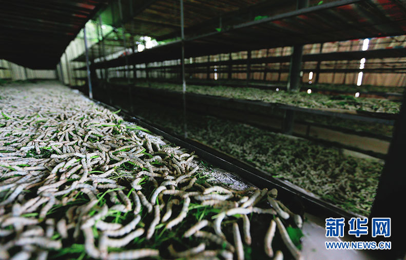 石頭啃不動，把樹&ldquo;吃幹榨盡&rdquo;