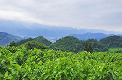 重慶黔江雙龍村：桑蠶産業點&ldquo;石&rdquo;成金