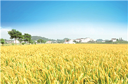 重慶墊江畢橋村：春賞油菜花秋賞稻浪 金色田園入畫來