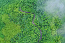 重慶：竹海變金山 生態變了現