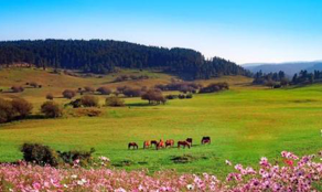 武隆召開綠色發展實踐國際論壇背後