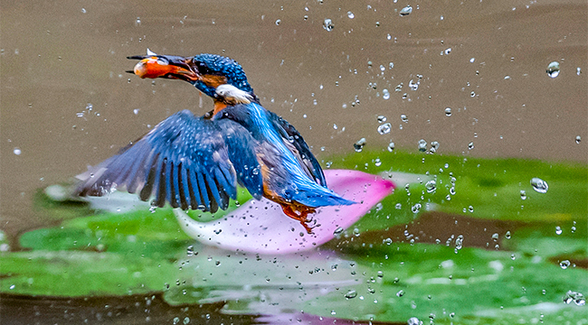 重慶夏日翠鳥：荷尖嬉戲 花間起舞