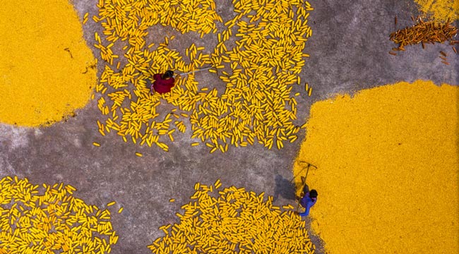 重慶梁平：玉米豐收 農民晾曬忙