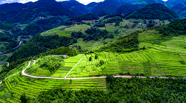 航拍重慶黔江千畝煙田 添翠染綠孕育希望