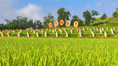 &ldquo;巴蜀糧倉&rdquo;開鐮 重慶農民曬秋慶豐收