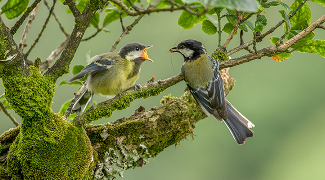 &ldquo;萌照&rdquo;來襲！八月，重慶金佛山&ldquo;鳥趣&rdquo;橫生