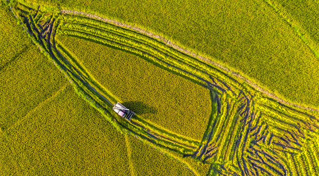 重慶梁平：稻花香裏慶豐年