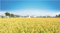 重慶墊江畢橋村：春賞油菜花秋賞稻浪 金色田園入畫來