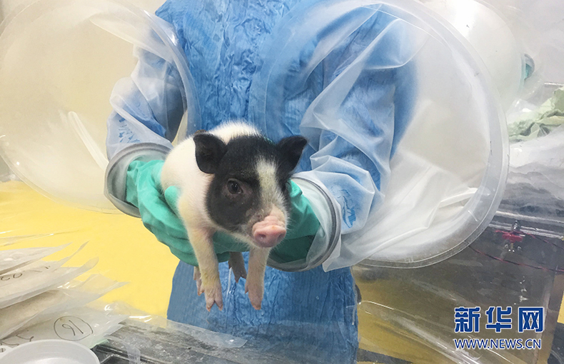 &ldquo;榮昌豬比榮昌人還要出名呦！&rdquo;