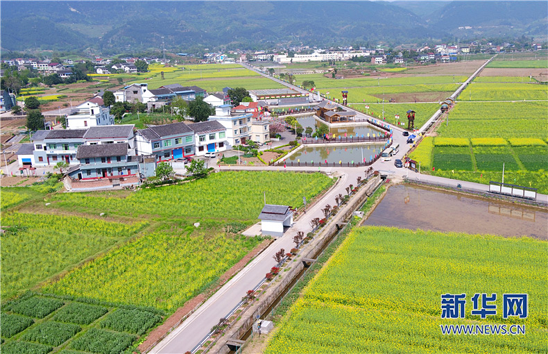 金秋田園種希望