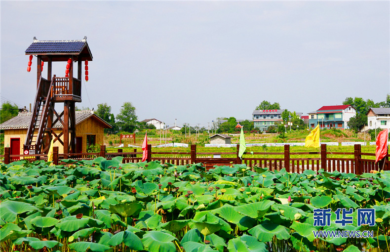 從賣大米到賣種子