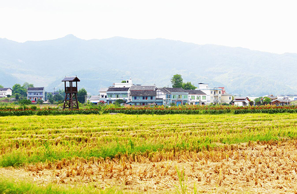 金色田園種希望