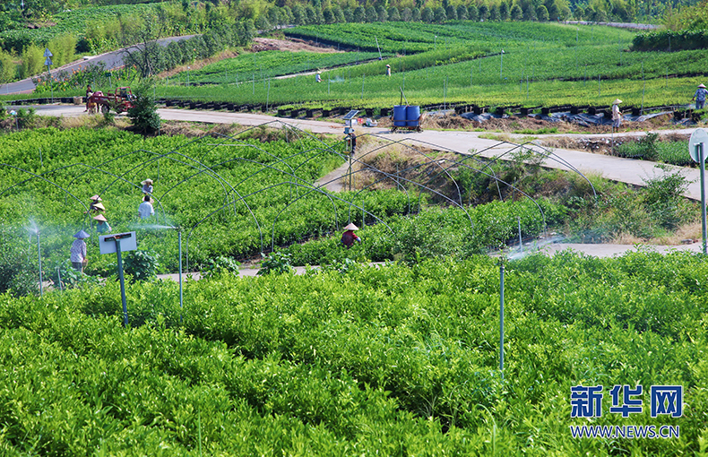 &ldquo;翡翠鏈&rdquo;通向&ldquo;富裕路&rdquo;