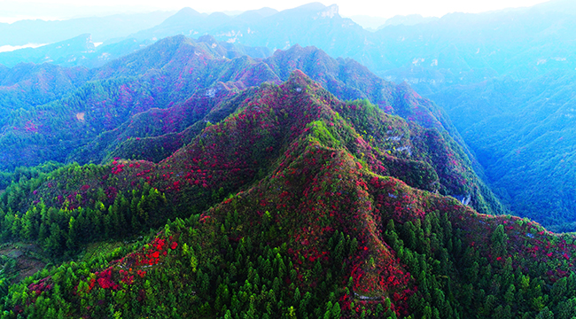 秋意正濃 武陵山區紅葉已上線