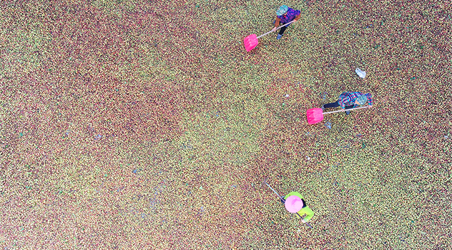 重慶酉陽：萬畝油茶獲豐收 助力百姓脫貧致富