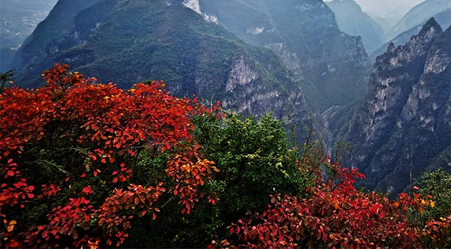 漫山彩葉層林盡染 冬日三峽披上紅粧