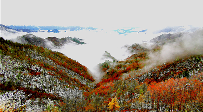 白雪紅葉 大巴山現唯美冬日畫卷