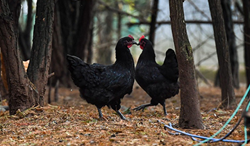 深山“金鳳凰”叩開脫貧致富門