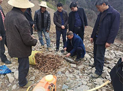 城口巴山镇开展中药材种植培训 持续抓好产业就业