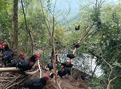 走生态循环种养之路 城口山坳里飞出“金凤凰”