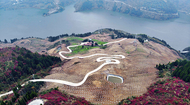 重慶雲陽：澎溪河兩岸的紅葉紅了