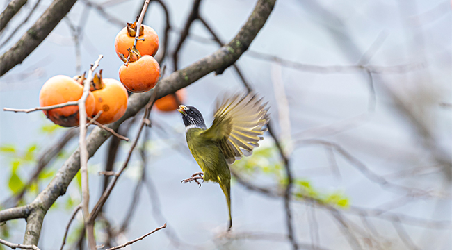 重慶南川：秋去冬來萬物休 野鳥相呼柿子紅
