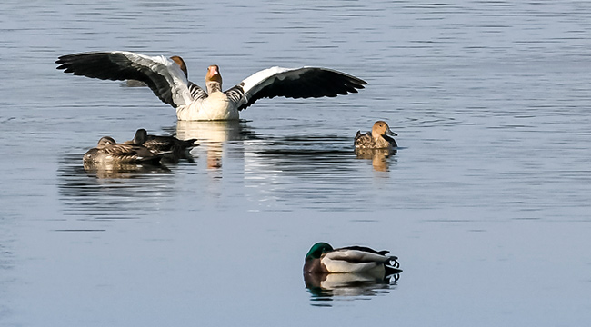 重慶重點保護侯鳥灰雁時隔39年來渝越冬