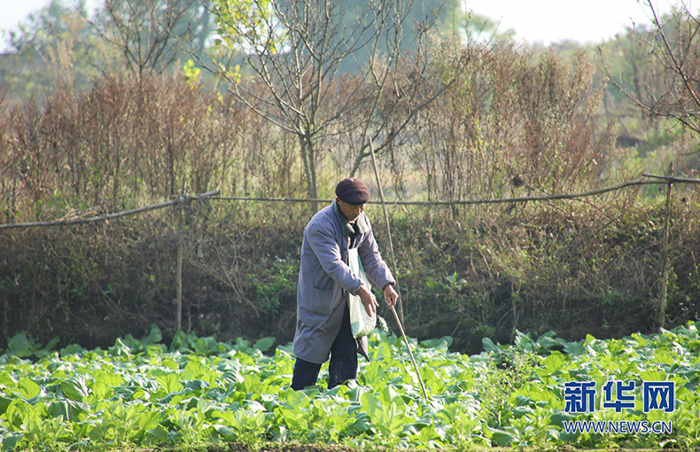 12月，長江涪陵段霧氣氤氳，包裹著江岸以北漫山遍野的青菜頭。