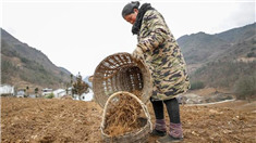 重慶巫溪：防疫不誤農時 農民忙春耕