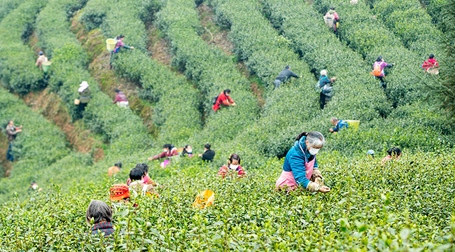 重慶南川：不負農時不負春