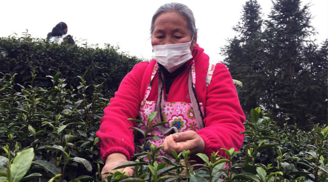 春到南川茶飄香 農企復工採摘忙