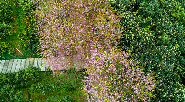 重庆北碚樱花开了 跟着镜头&ldquo;云&rdquo;享花