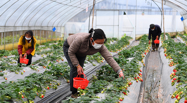 人勤春來早 草莓採摘正當時