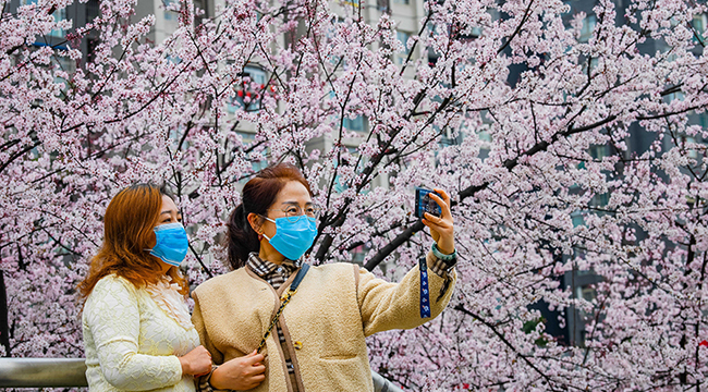 重慶綦江：陽春三月花香滿城
