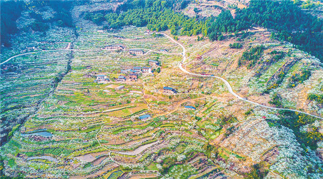 重庆梁平：三月&ldquo;香雪&rdquo;醉春光
