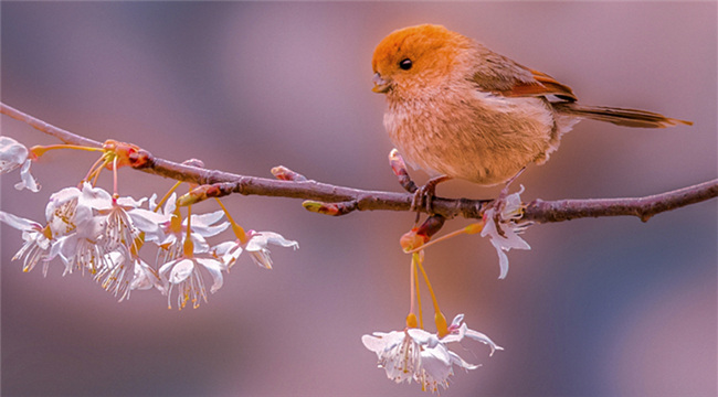 重慶巫山鳥語花香 春意滿人間