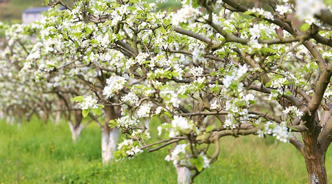 重慶黔江梨花香 沁人心脾滿目春