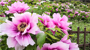 唯有牡丹真國色 花開時節動山城