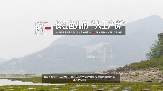 【城市相冊】長江魚兒的&ldquo;人工産房&rdquo;