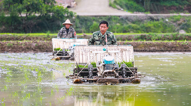 重慶梁平：機械插秧忙 水田披綠裝