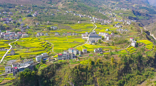 無人機視角：春到白鹿 片片金黃