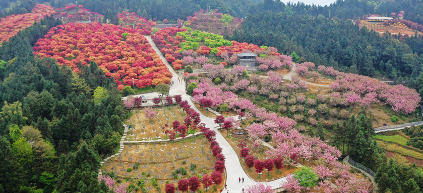 重庆巴南：春光烂漫枫似火