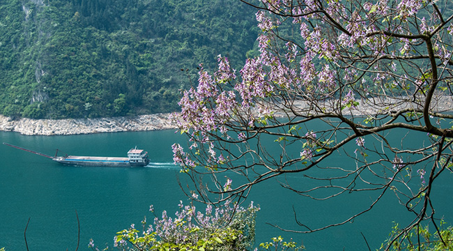 無人機視角：當桐花遇上三峽